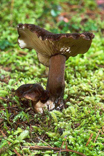 Lactarius fallax var fallax